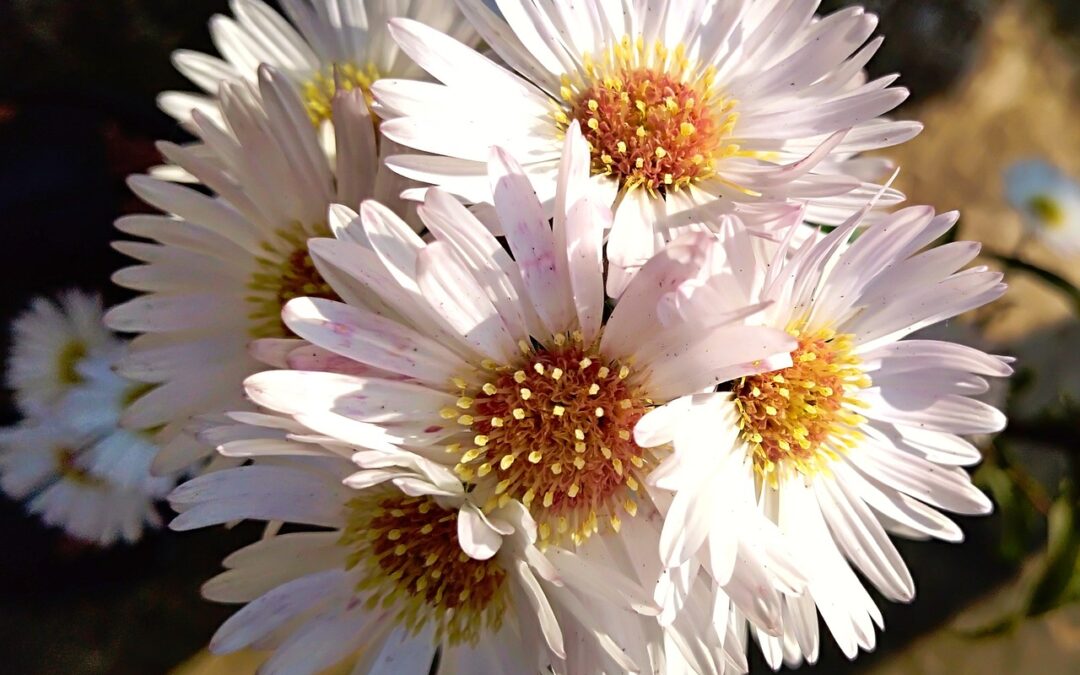 Solstizio di primavera