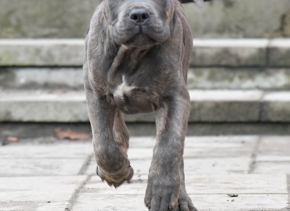 Quante volte portare il cane fuori ogni settimana………..