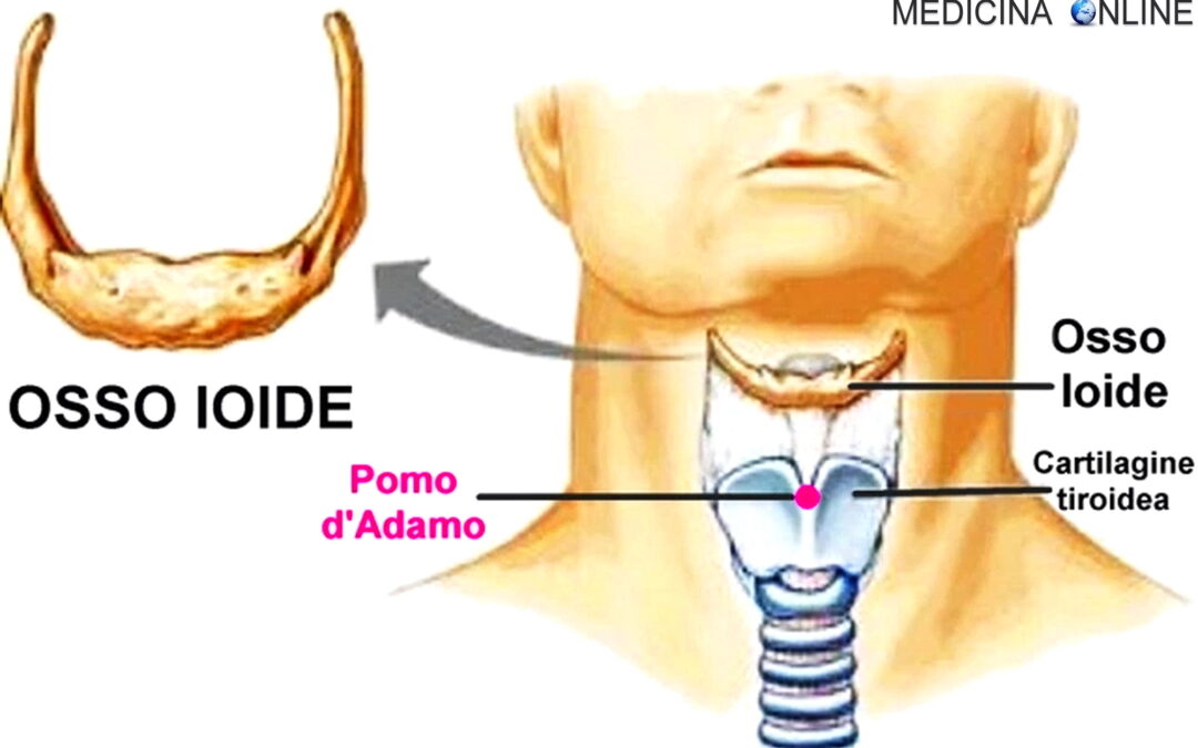 Pomo d’Adamo: Funzioni, Cura e Rimedi per il Benessere……